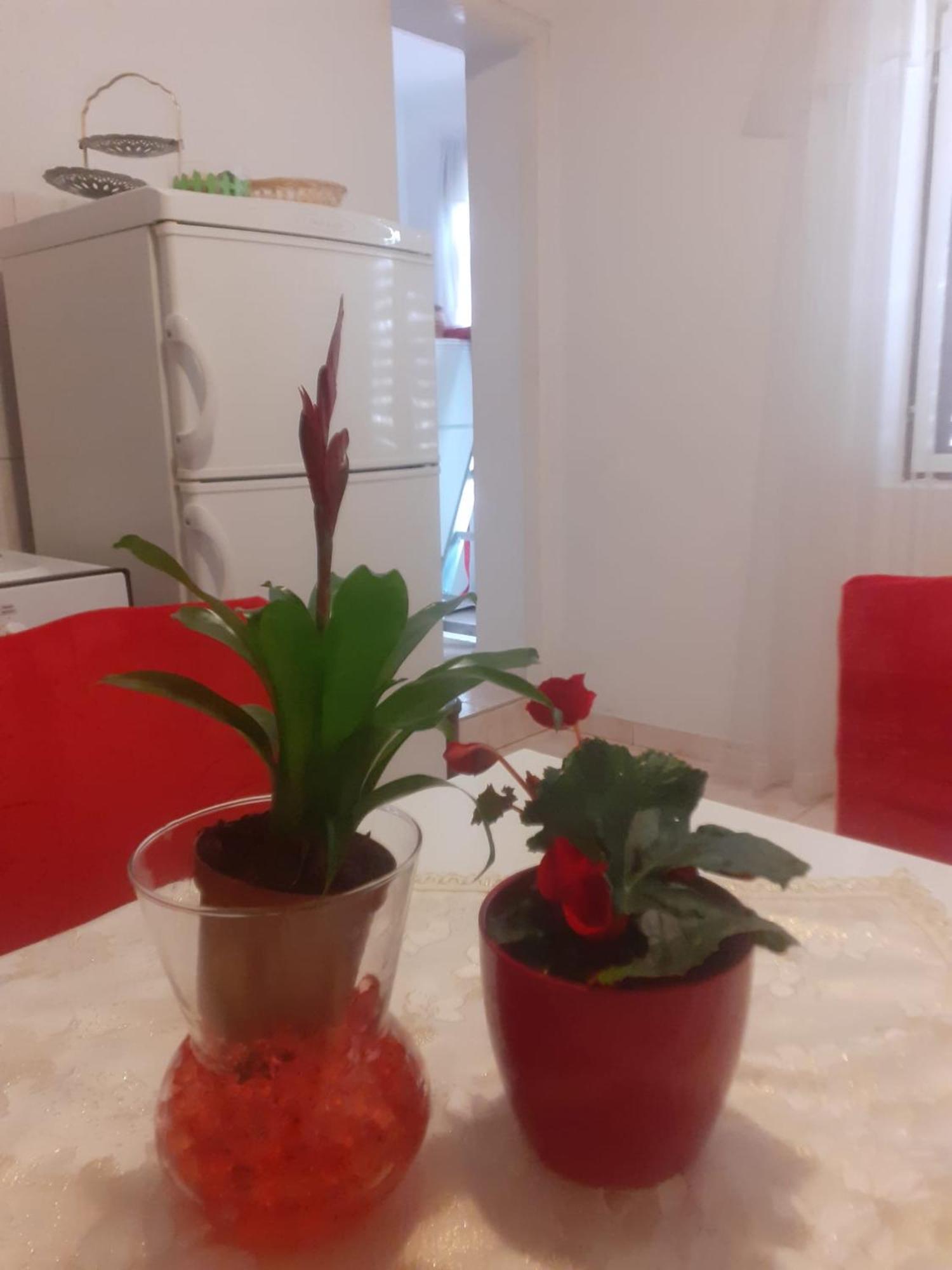 Apartman Sunce Raslina 外观 照片